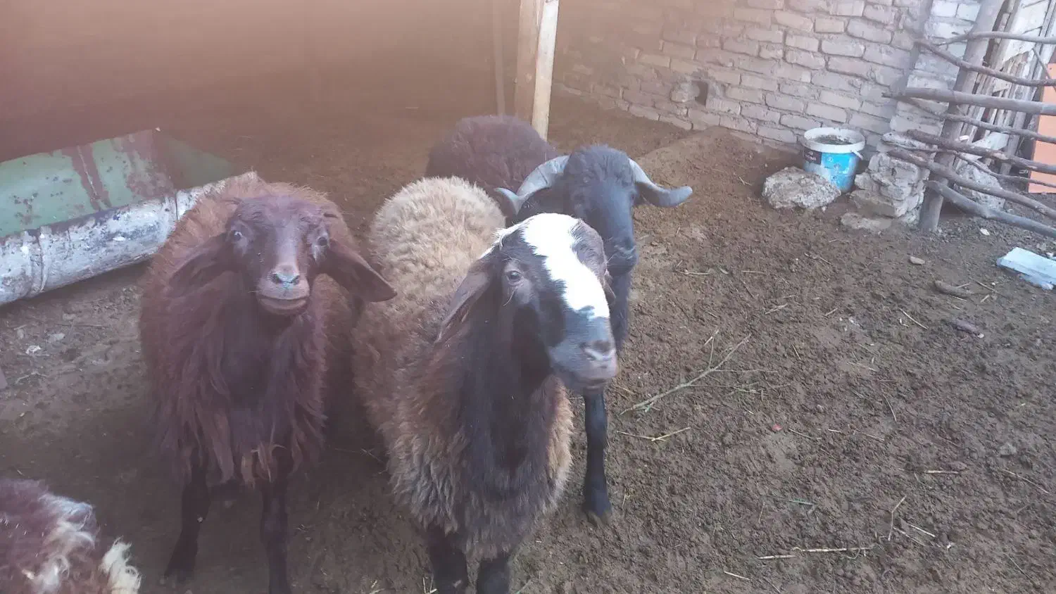 بره نر چاق پرواری|حیوانات مزرعه|خان ببین, |دیوار