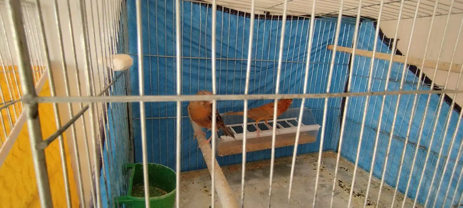 قناری جفت نرشتری سرخ ماده گنجشکی|پرنده|صدرا-فارس, فاز ۱|دیوار