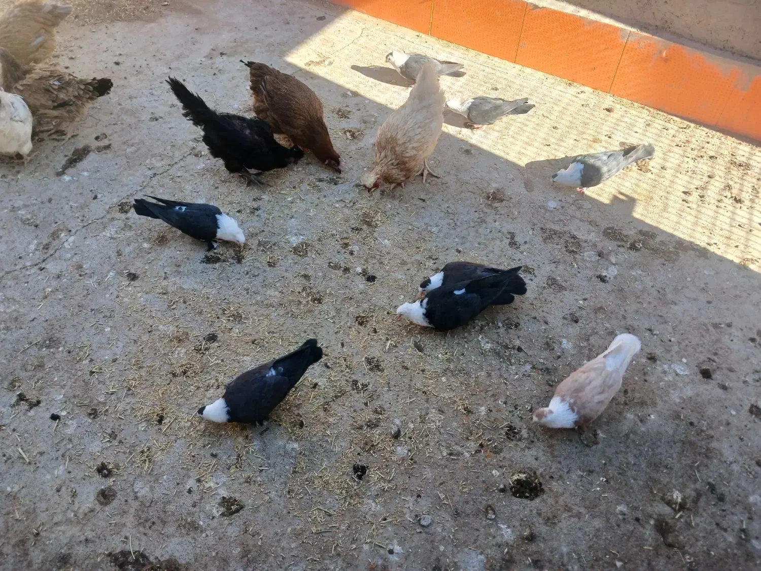 کبوتر کربلایی|پرنده|آیسک, |دیوار