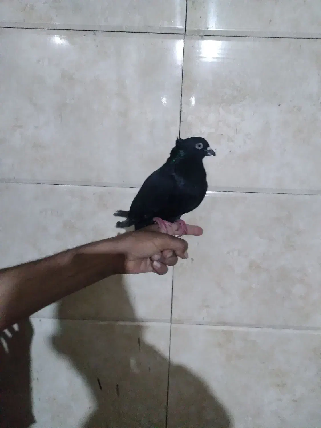 کبوتر زاغ کاکول|پرنده|بابل, |دیوار