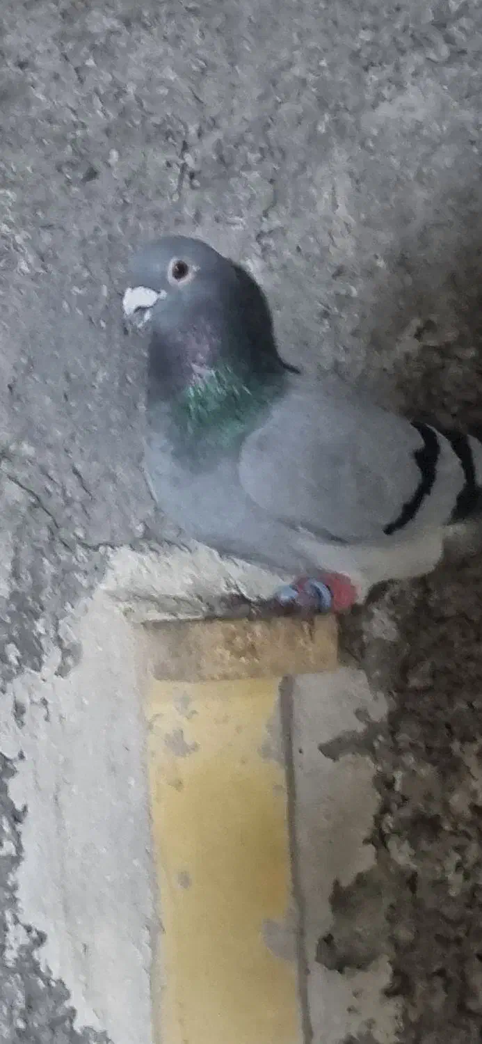 سبز بیچشم|پرنده|کرمان, |دیوار