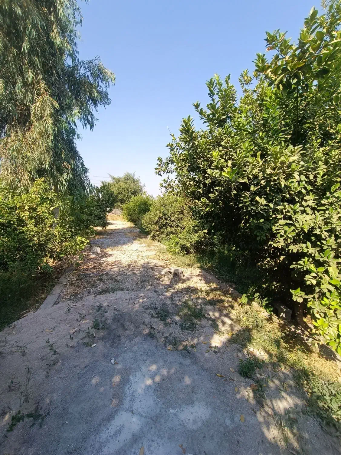 باغ شمس آباد بنوار. شامی دز فول|فروش خانه و ویلا|اهواز, نادری|دیوار