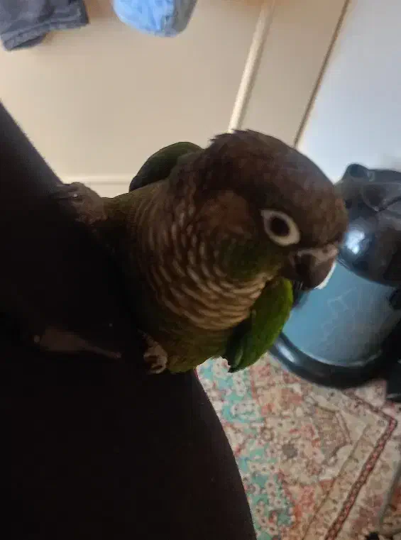 طوطی گرینچیک|پرنده|تهران, مینای شمالی (مخبر)|دیوار