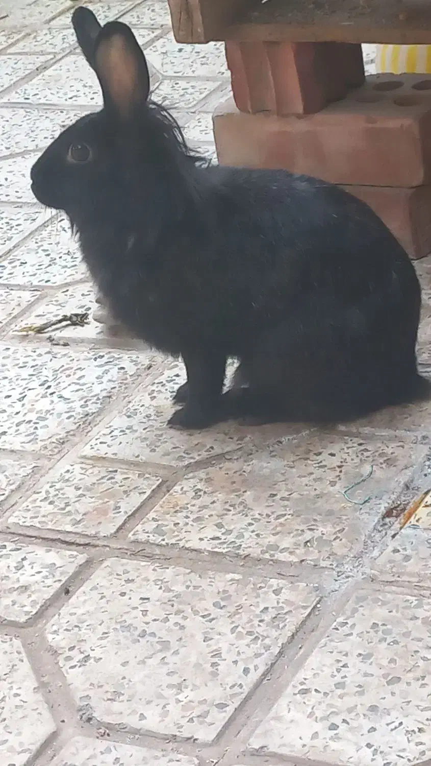 خرگوش ماده|موش و خرگوش|کرمان, |دیوار