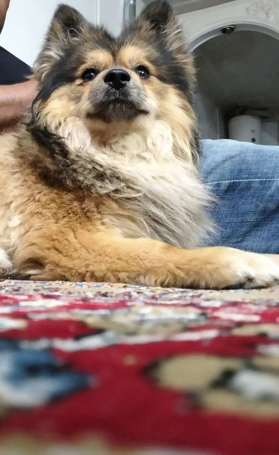 سگ گمشده محدوده ملک شهر خیابان آزادگان|حیوانات|اصفهان, ناصرخسرو|دیوار