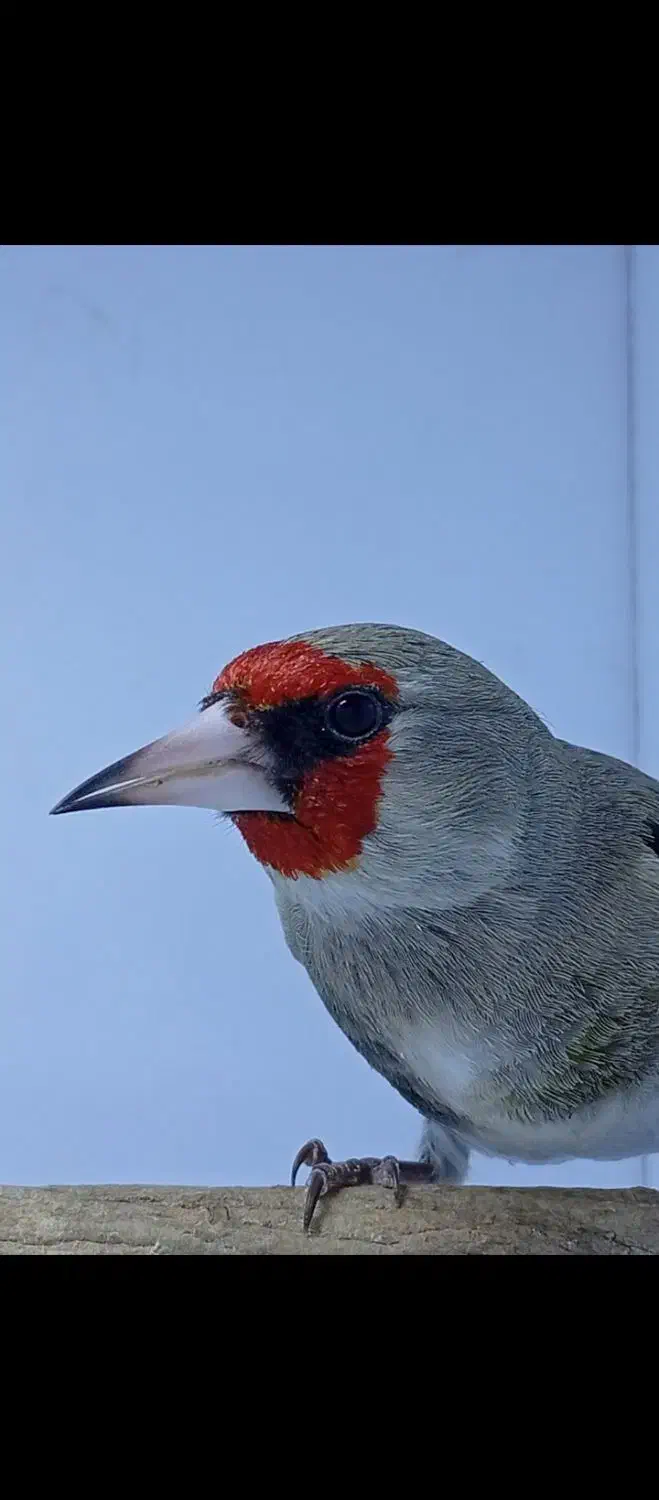 سهره|پرنده|کرمان, |دیوار