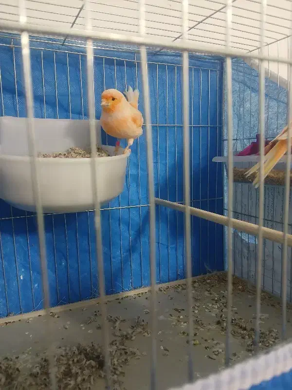 قناری نر|پرنده|مبارکه, |دیوار