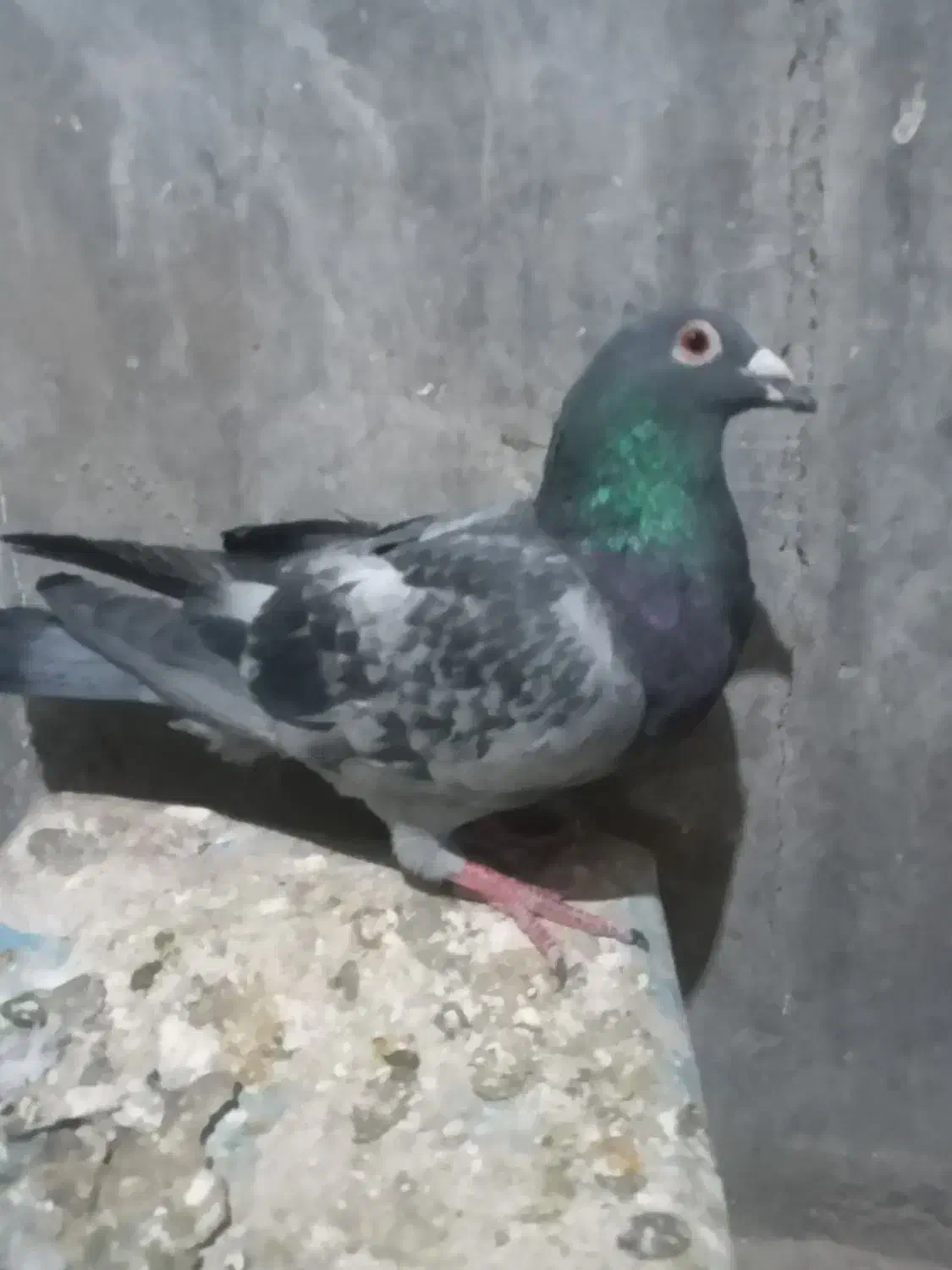 ۳نرکفتر|پرنده|نیمبلوک, |دیوار