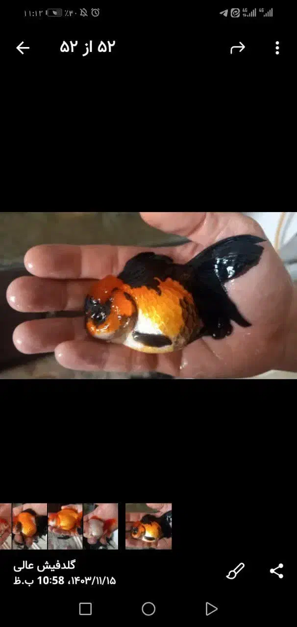 ماهی گلدفیش گریدaa|ماهی|قدس, شهرقدس|دیوار