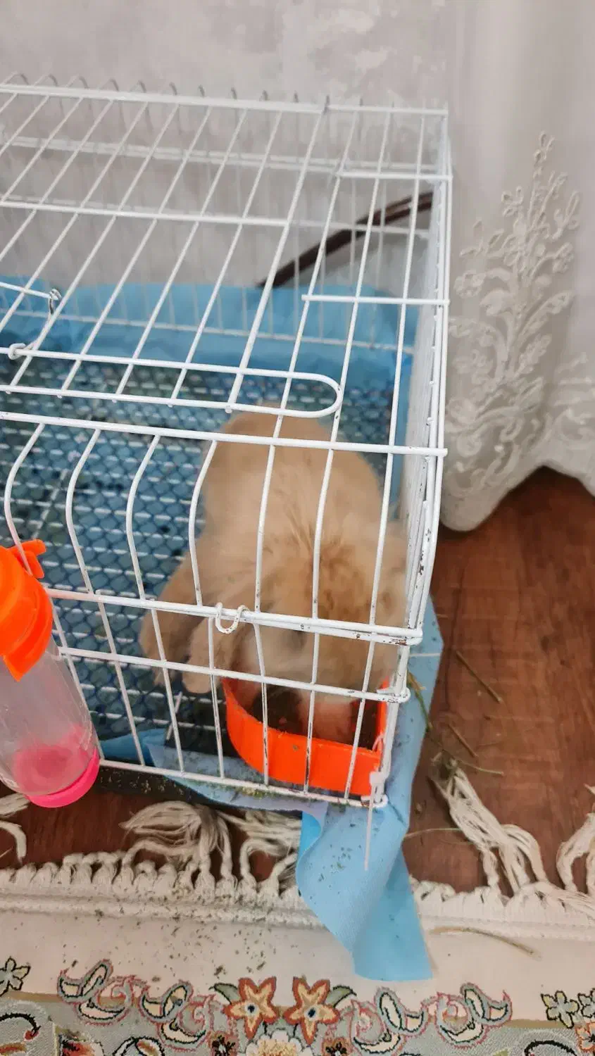 خرگوش|موش و خرگوش|مشهد, خرمشهر|دیوار