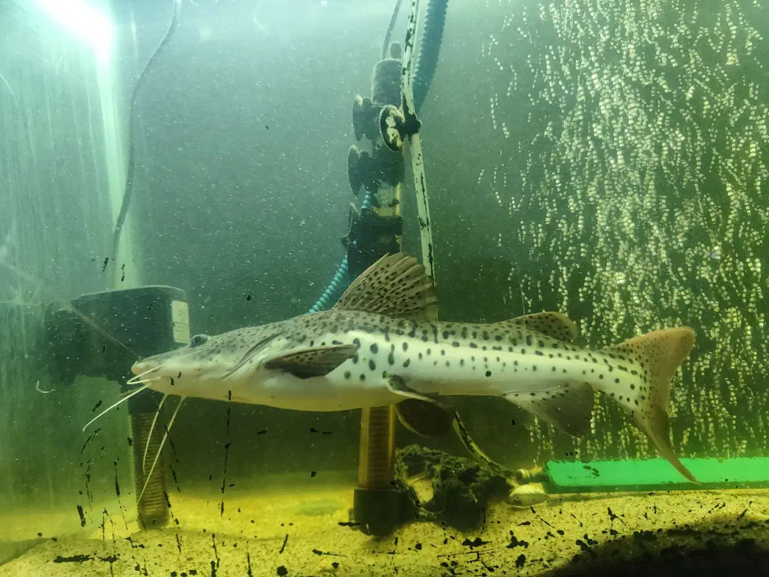 ماهی دراگون|ماهی|سهند, |دیوار