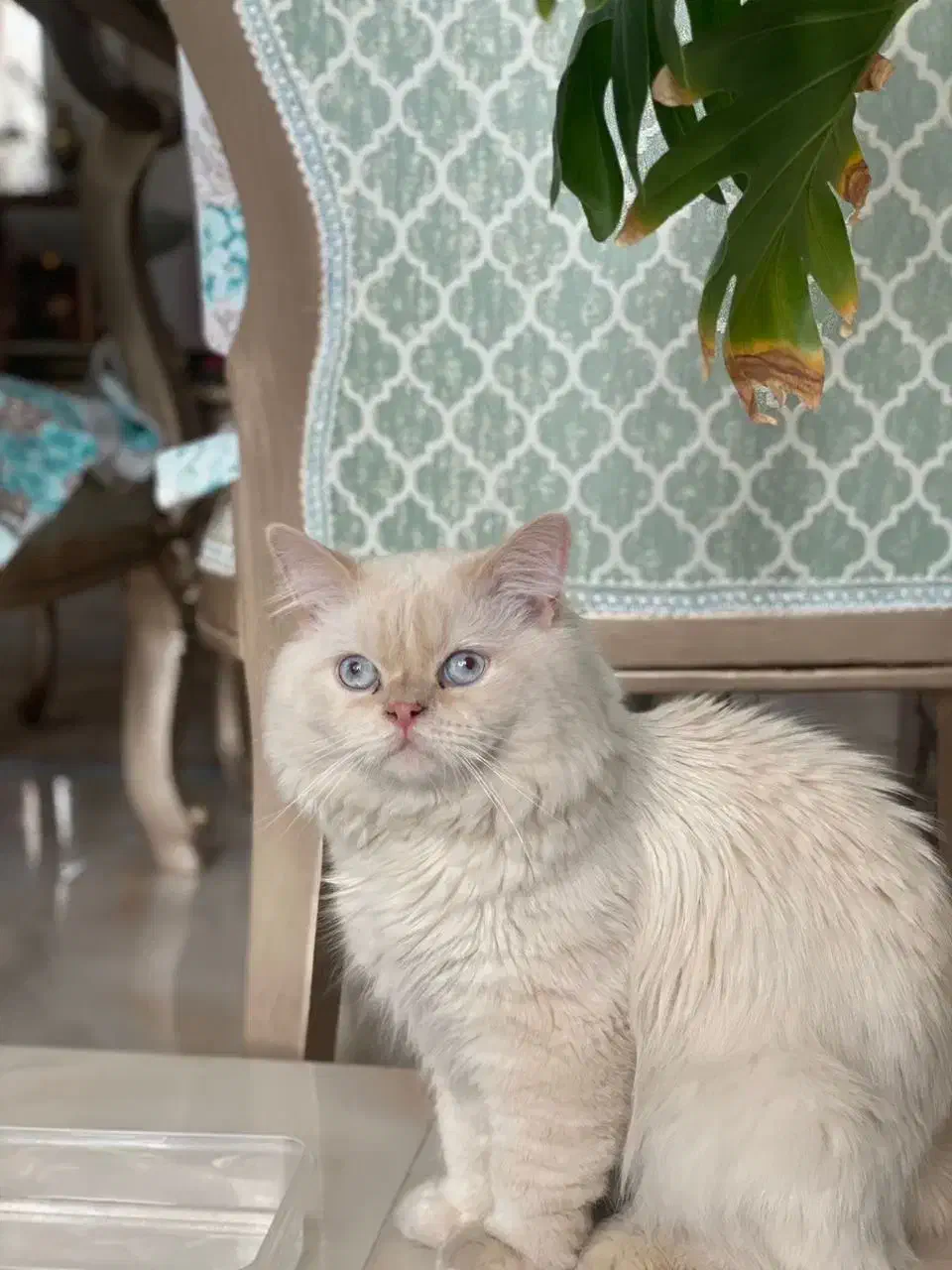 گربه نر پرشین هیمالیا (فروشی)|گربه|تبریز, |دیوار