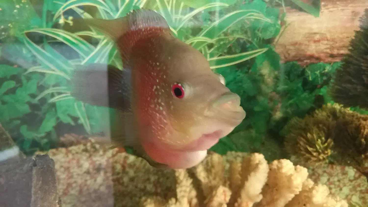 فلاور نر جوون و کار داده|ماهی|خمینیشهر, |دیوار