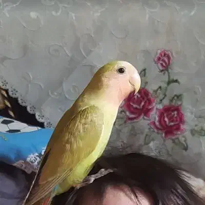 طوطی برزیلی گم شده|حیوانات|دزفول, |دیوار