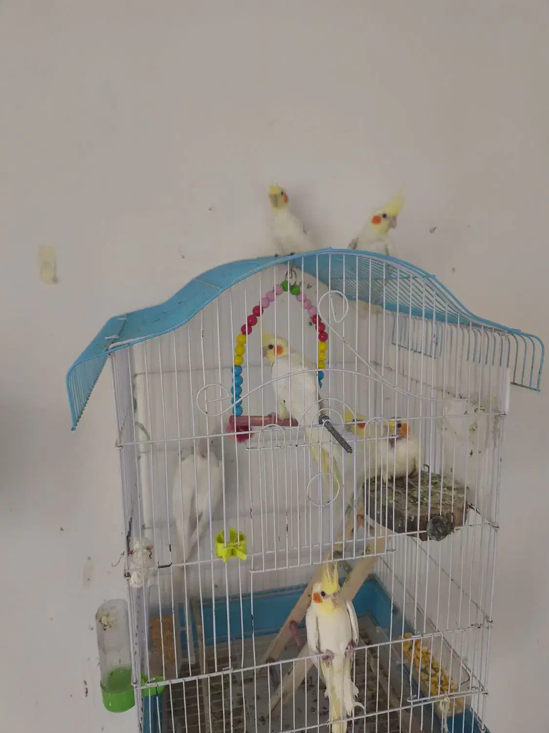 عروس هلندی|پرنده|رشت, فلسطین|دیوار