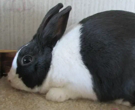 نرو ماده خرگوش دو ماهه|موش و خرگوش|ارومیه, |دیوار