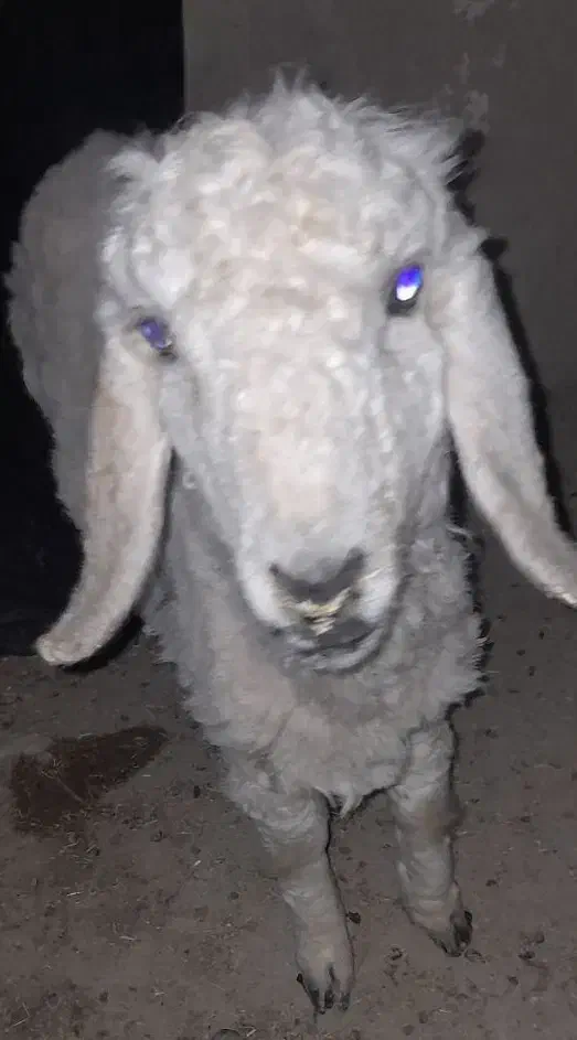 بره ماده فروشی|حیوانات مزرعه|هامون, |دیوار