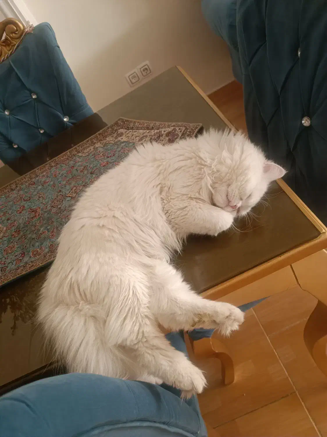 گربه نر پرشین|گربه|ارومیه, |دیوار