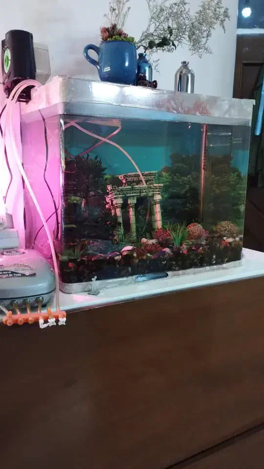 آکواریوم لوکس|ماهی|تهران, آشتیانی|دیوار