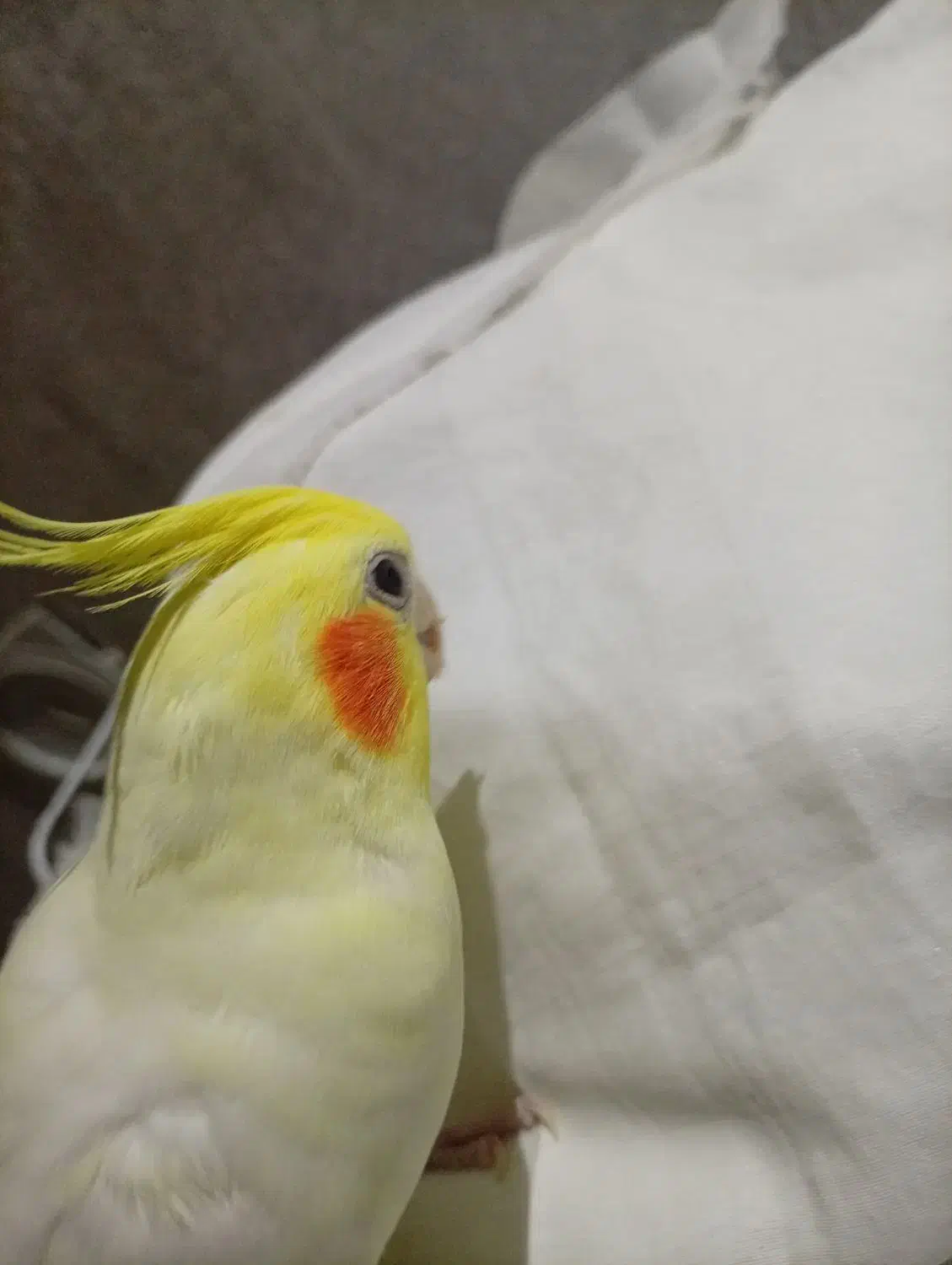 عروس هلندی نر سخنگو لوتینو|پرنده|مشهد, شیرودی|دیوار