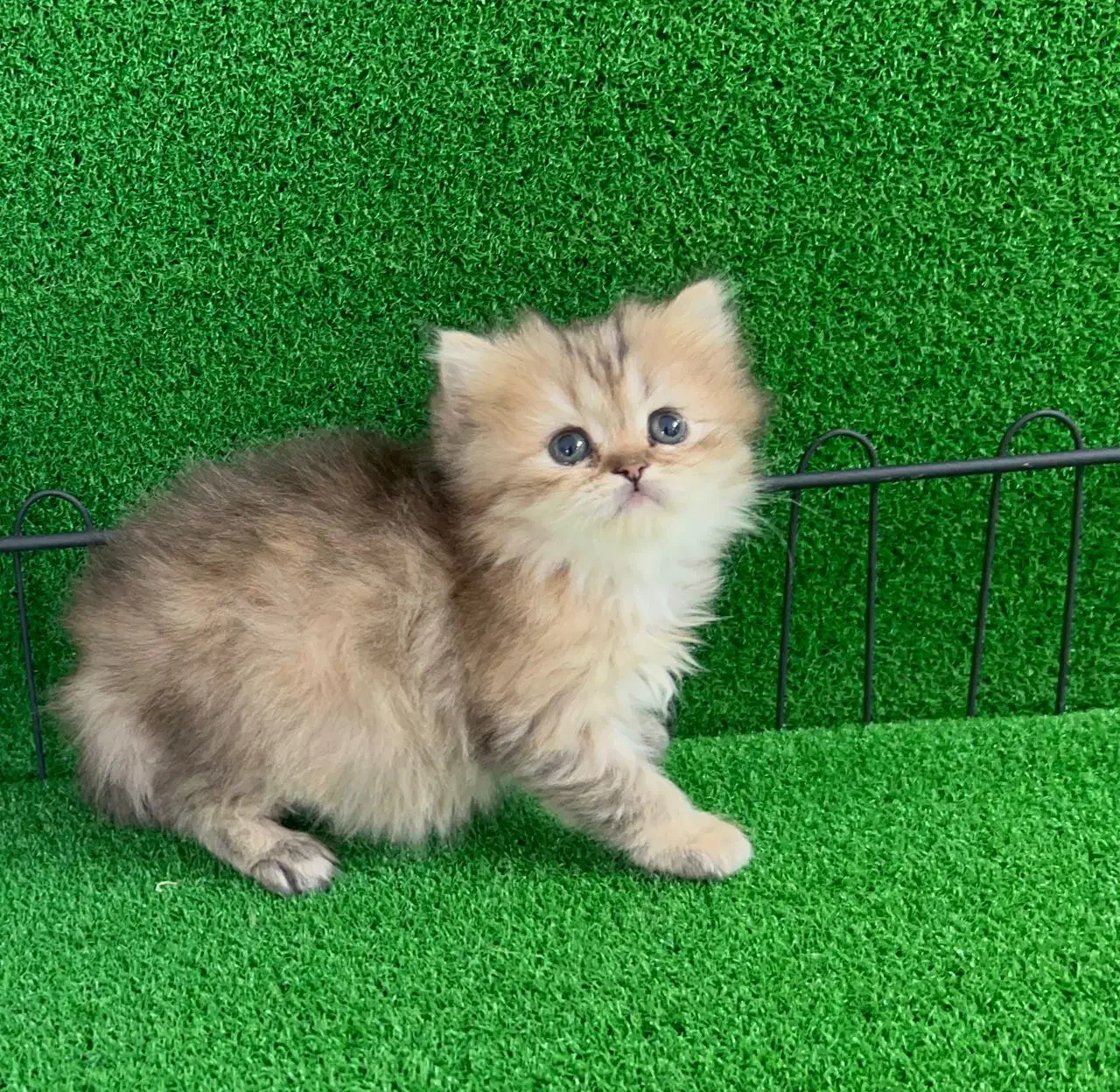 پیشی های ناز|گربه|تهران, قیطریه|دیوار