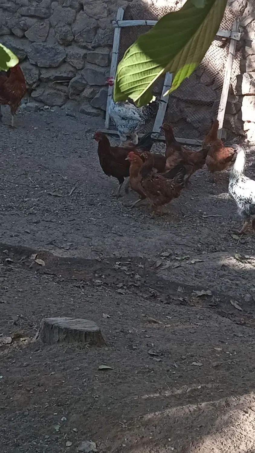 خروس جوان|حیوانات مزرعه|ضیاء آباد, |دیوار