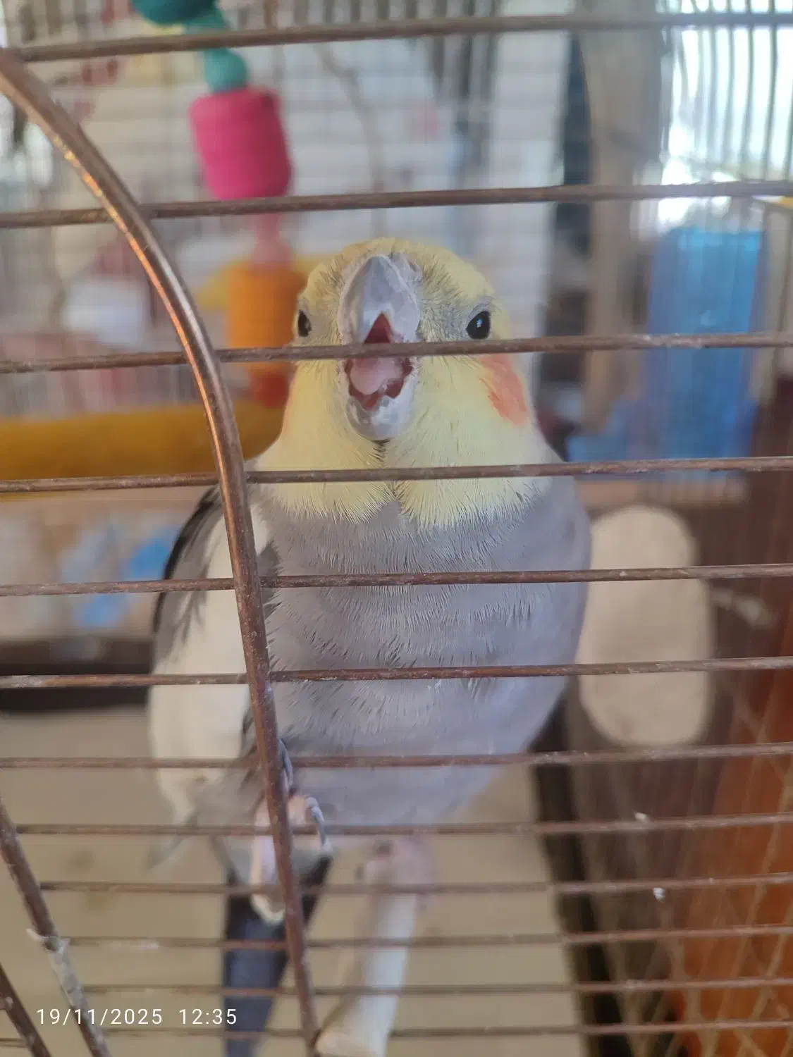 عروس هلندی|پرنده|سنقر, |دیوار