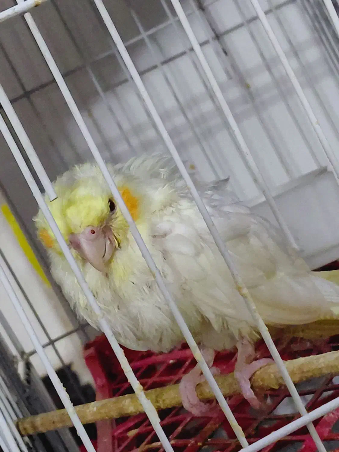 عروس هلندی تخفیف دارد|پرنده|مهدی شهر, |دیوار