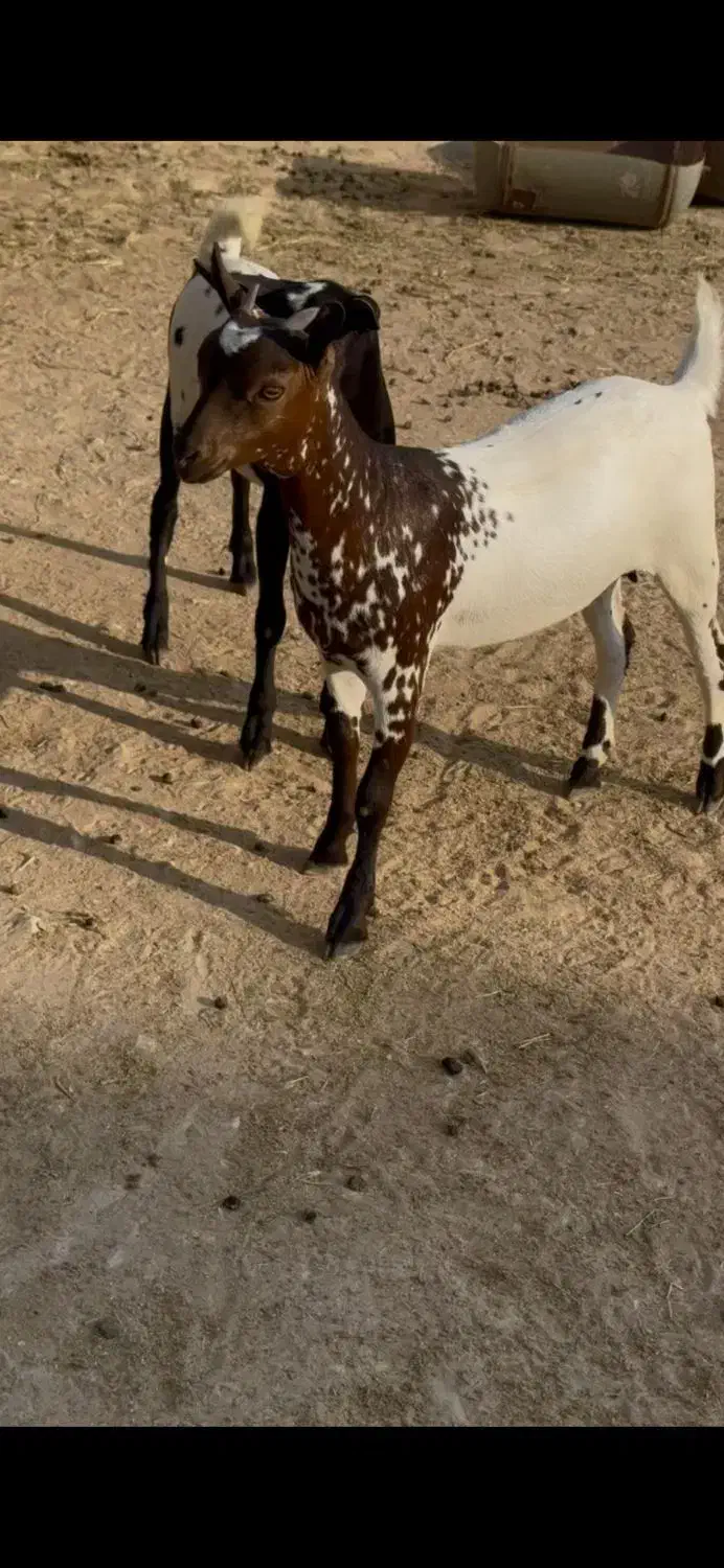 صلال خال خالی|حیوانات مزرعه|سمیرم, |دیوار