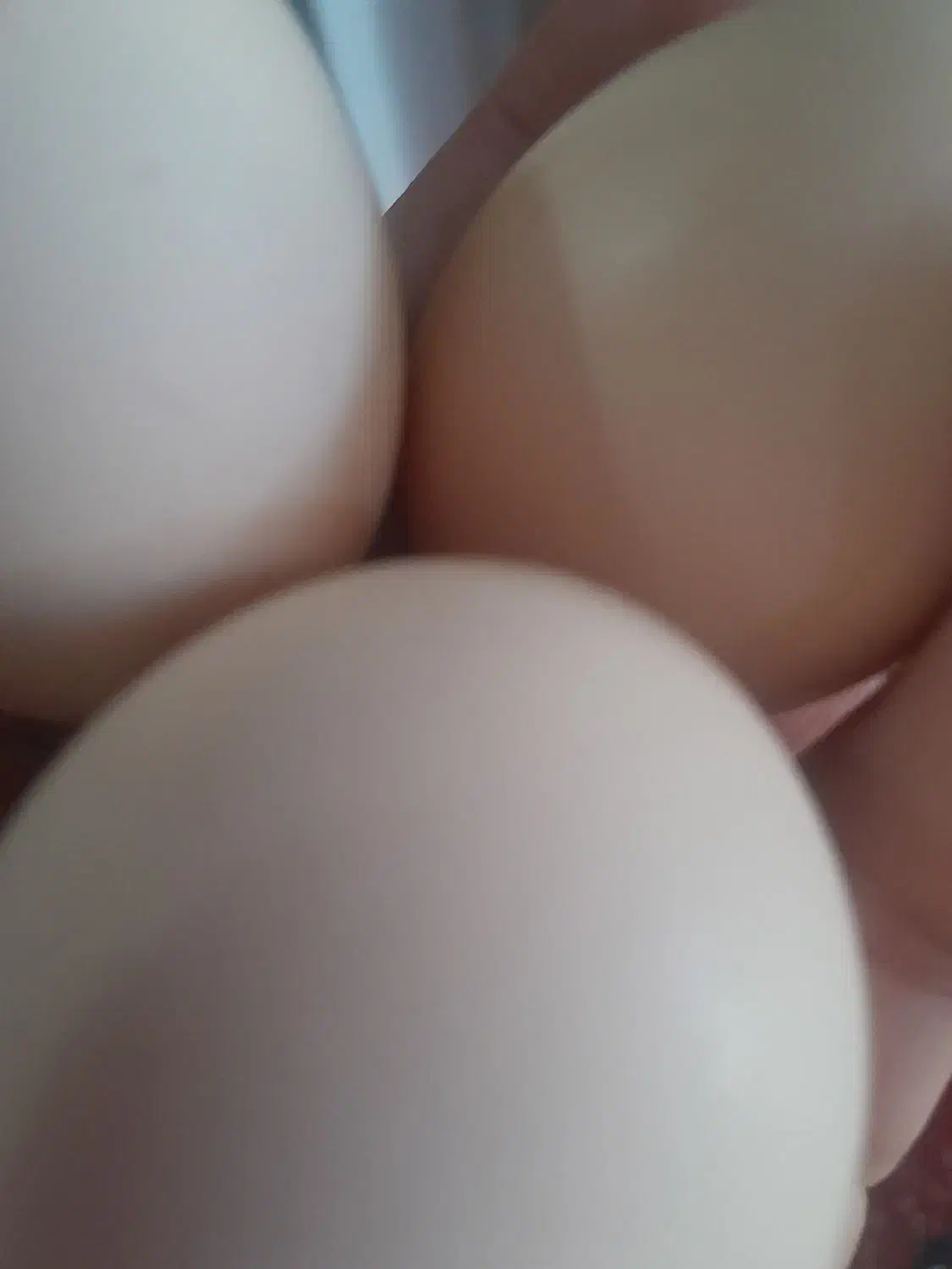 تخم مرغ محلی|خوردنی و آشامیدنی|نورآباد ممسنی, |دیوار