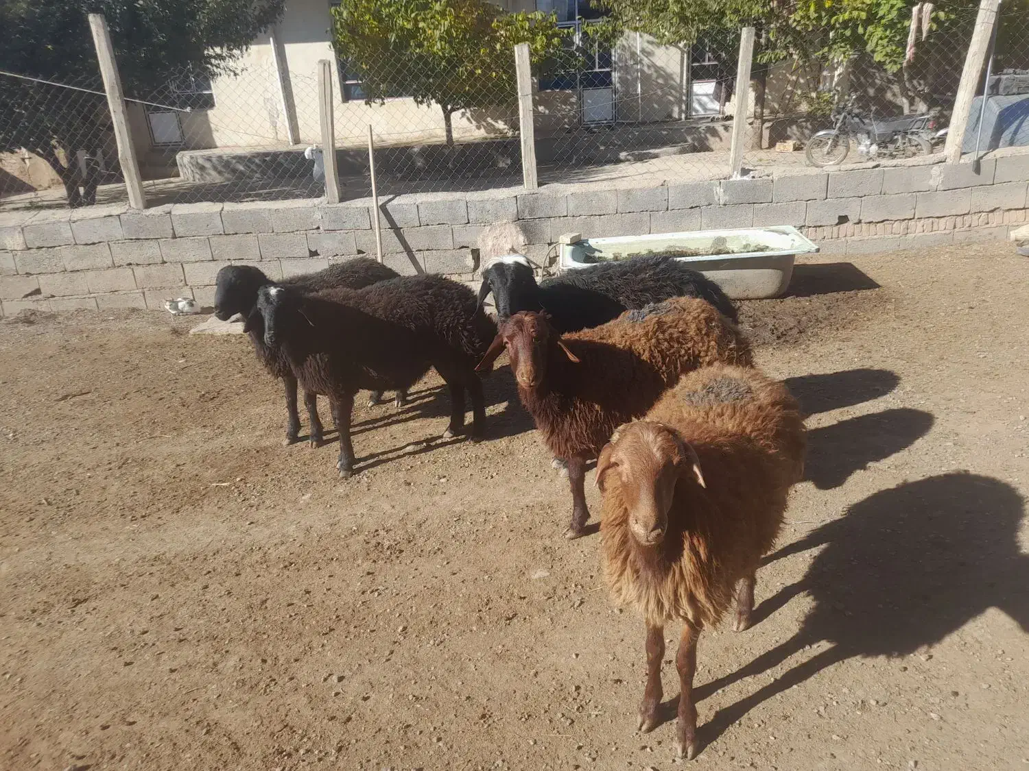 گوسفند نر|حیوانات مزرعه|مهربان, |دیوار