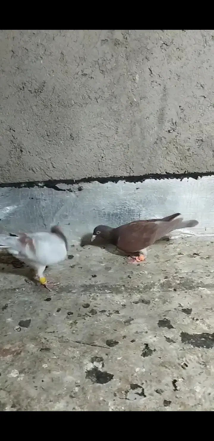 کبوتر|پرنده|تاکستان, |دیوار