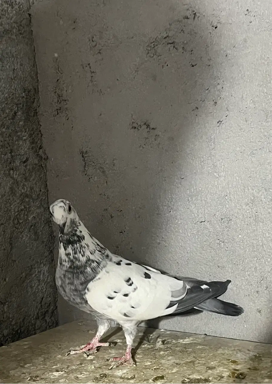 زاغ و سار دس پر سیاه آلمانی|پرنده|مشهد, امیریه|دیوار