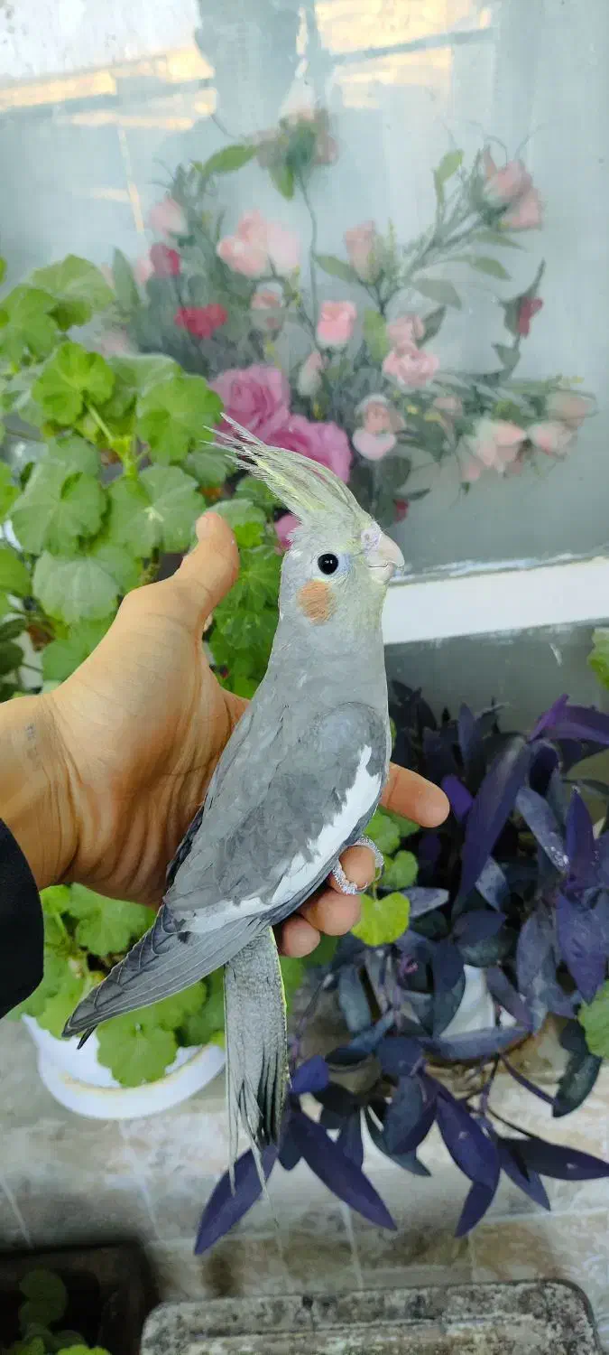 طوطی عروس هلندی نر سینامون|پرنده|ابهر, |دیوار