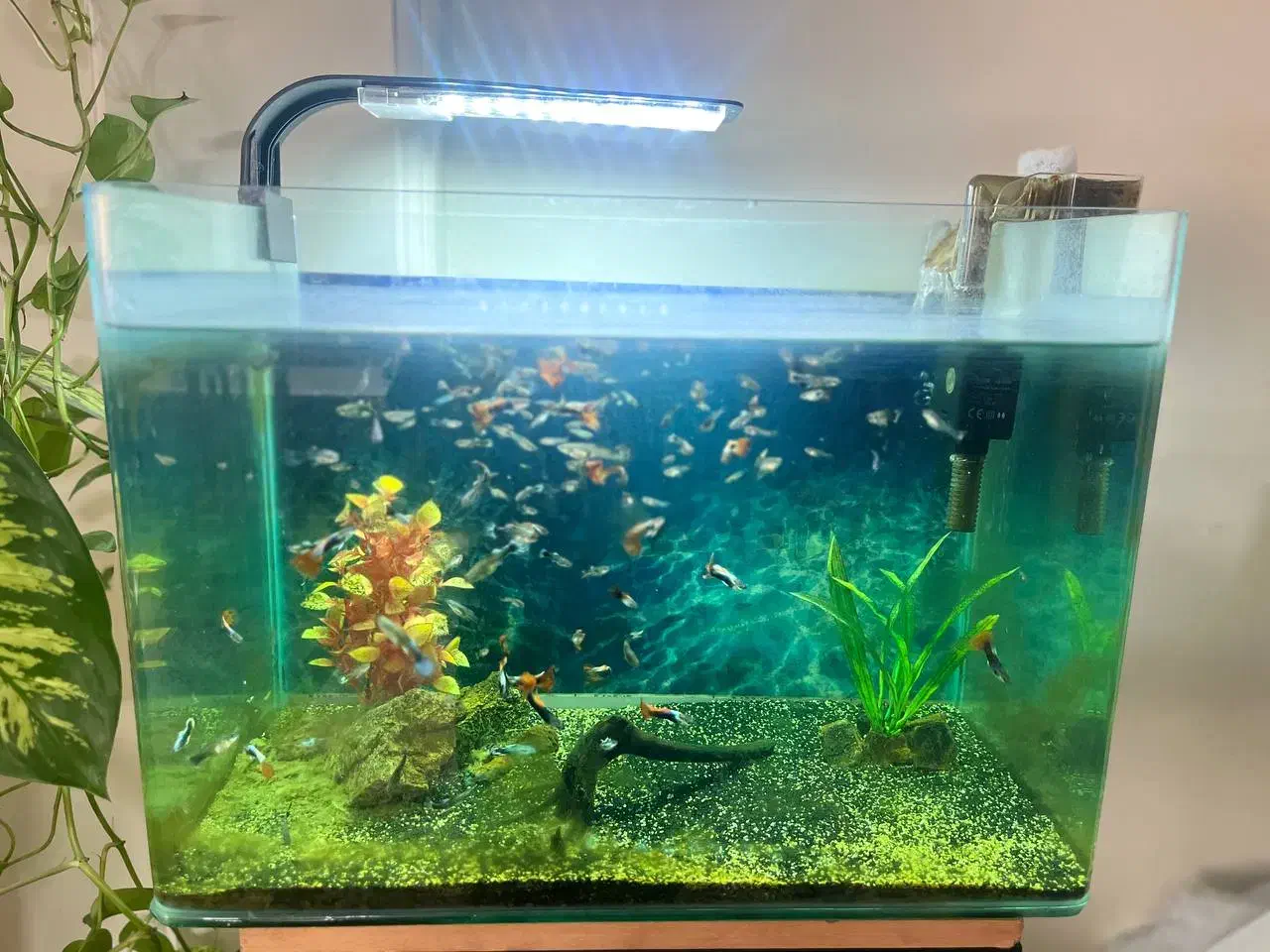 اکواریوم|ماهی|تهران, پرستار|دیوار