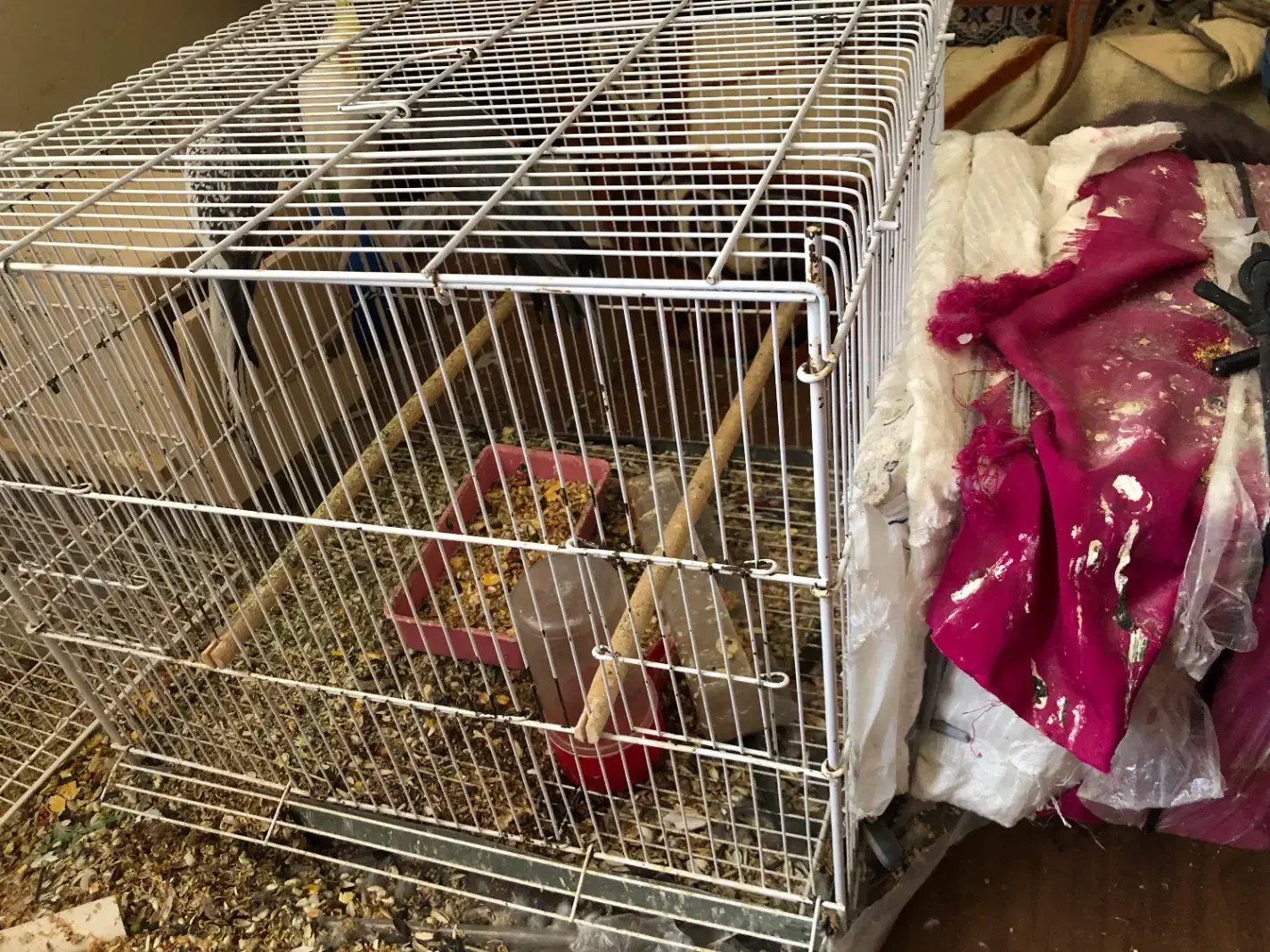 ۳تا عروس هلندی|پرنده|بندر گناوه, |دیوار