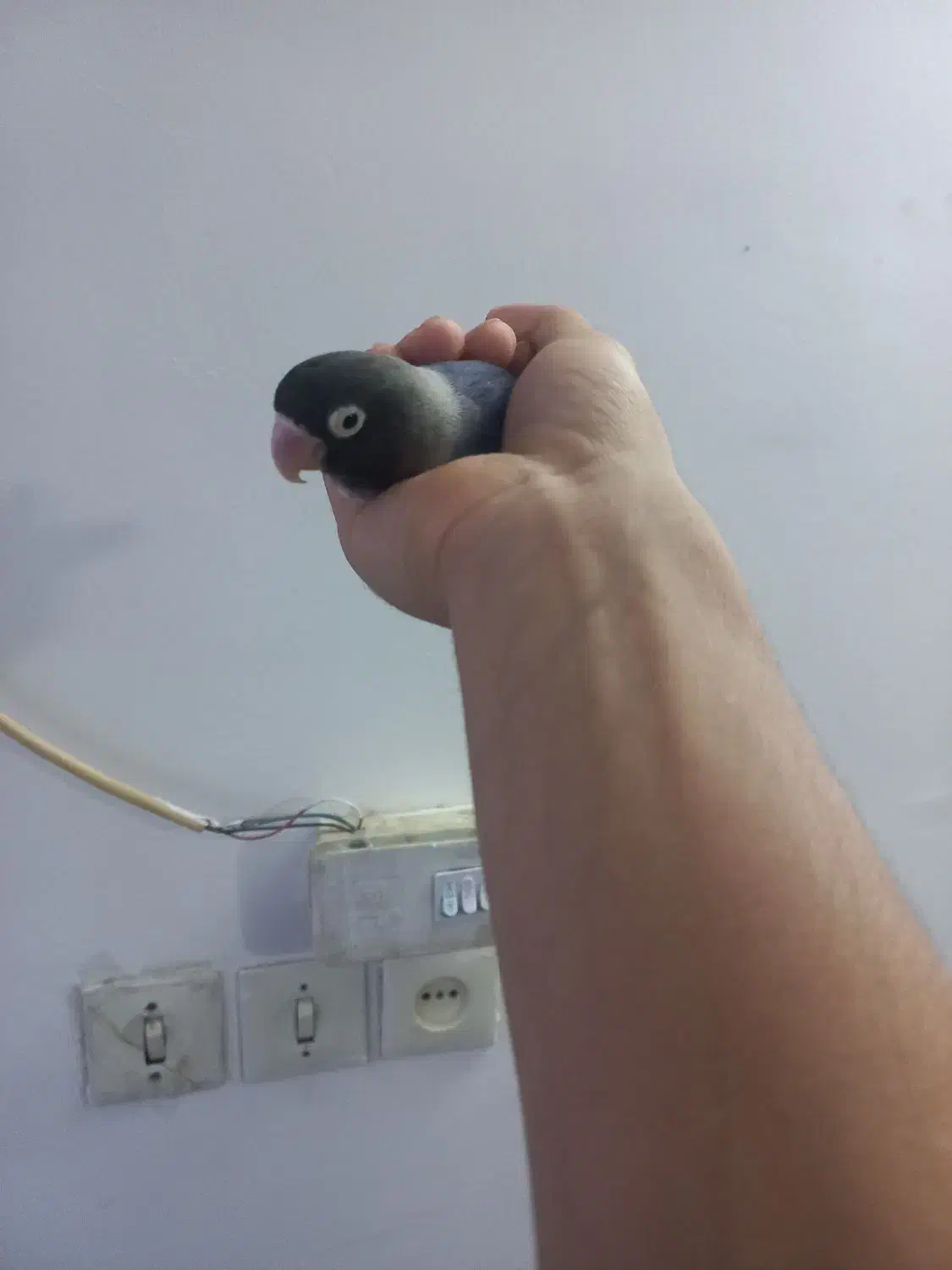 طوطی برزیلی|پرنده|فردیس, منظریه|دیوار