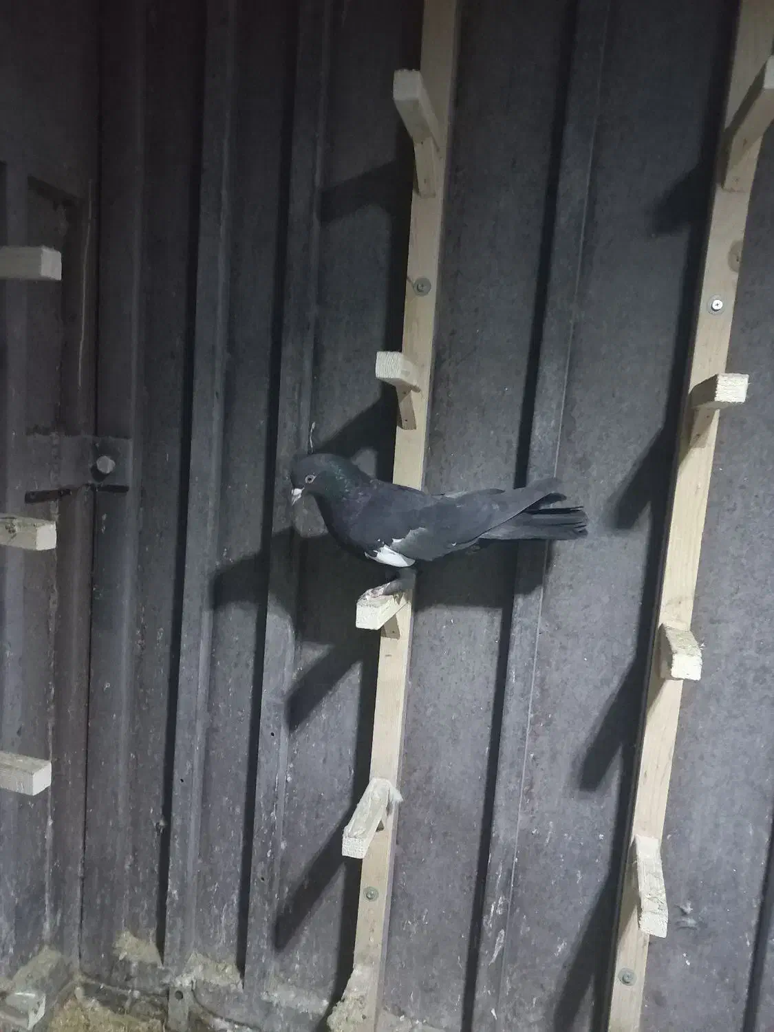 سرک سیاه|پرنده|شیراز, میرزاکوچک خان|دیوار