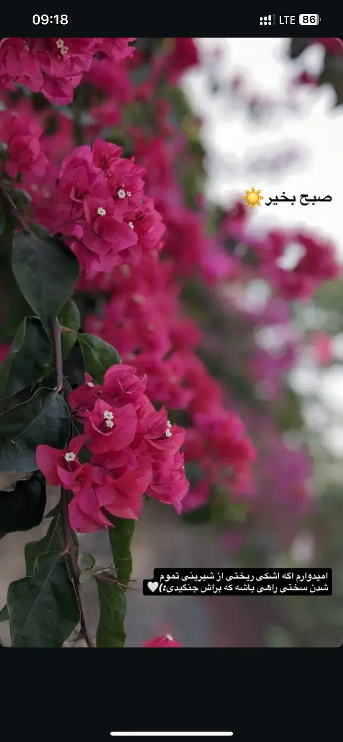 خط موبایل 09120496265|سیم‌کارت|سرخرود, |دیوار