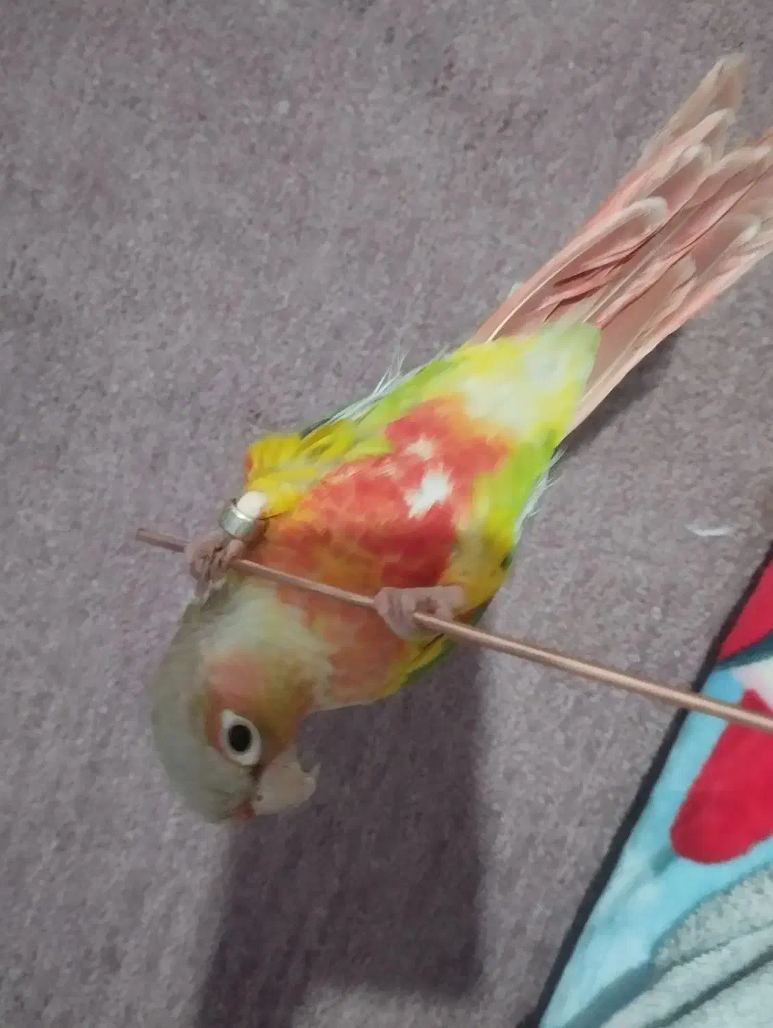 گرینچیک|پرنده|فولادشهر, مسکن مهر فولادشهر|دیوار