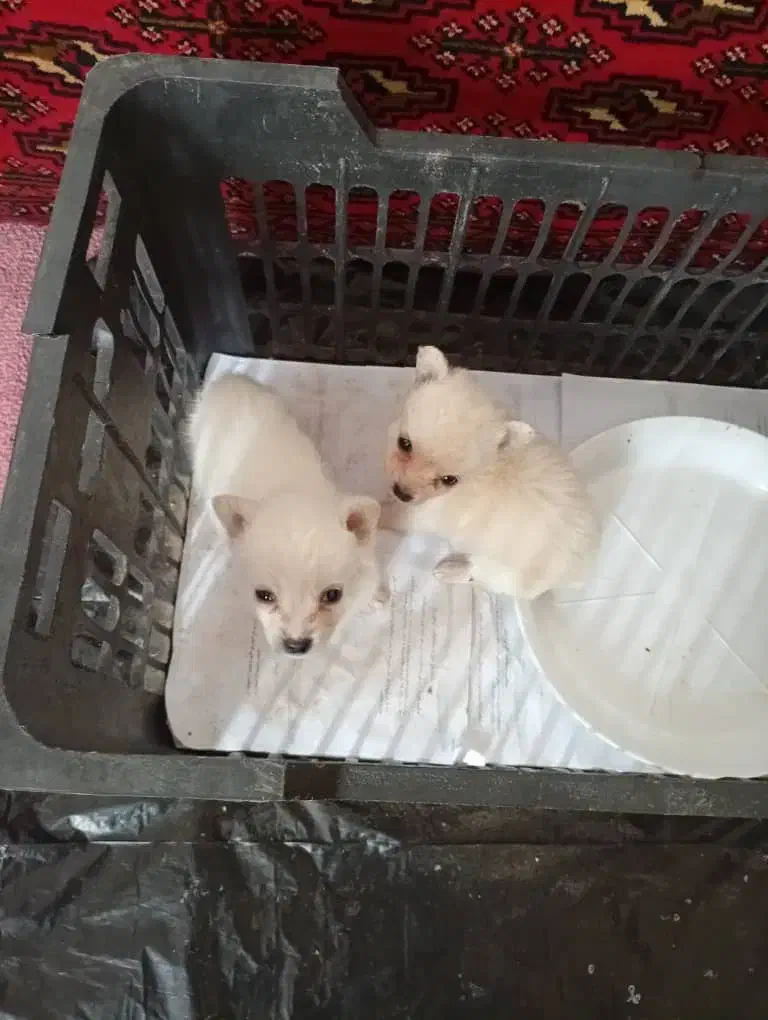 پامرین سایزصفر|سگ|قم, شهدا|دیوار