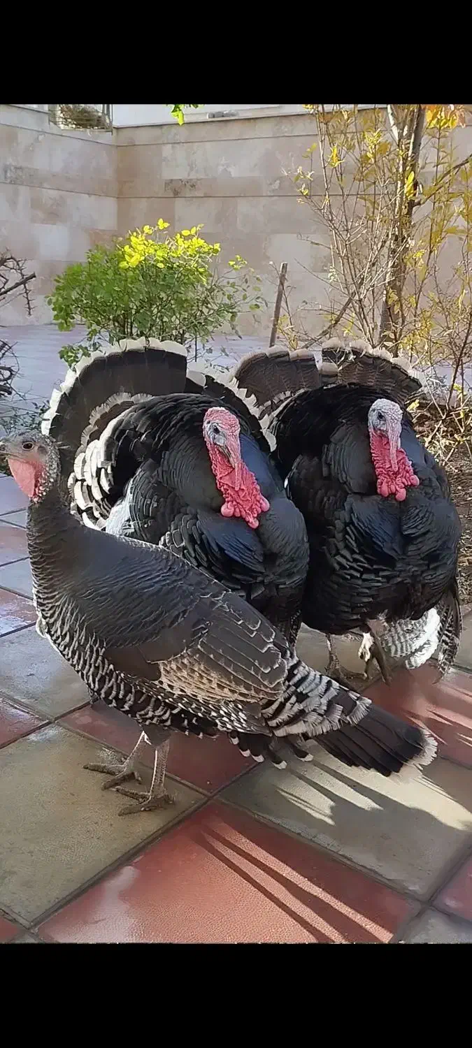 فروش بوقلمون|پرنده|هشتگرد, فاز ۱ مهستان|دیوار