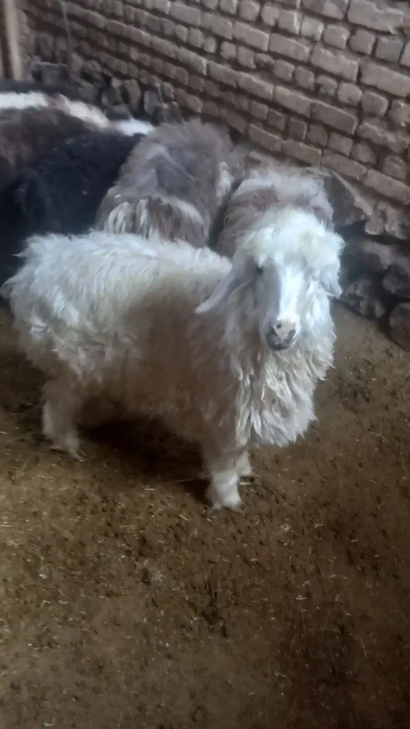 بره نروماده سبک|حیوانات مزرعه|نیر (یزد), |دیوار