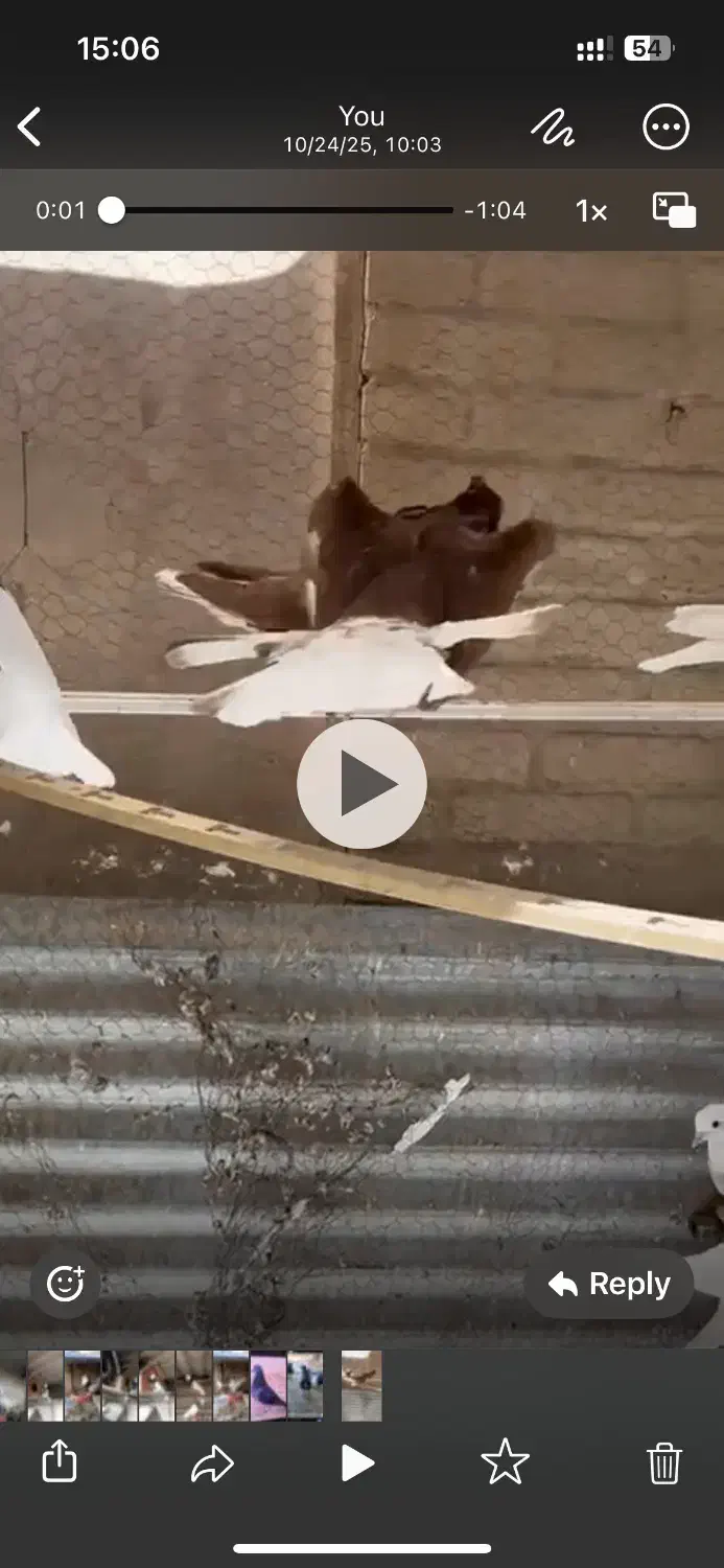 نه عددسرخ دم سفید|پرنده|شهرضا, |دیوار