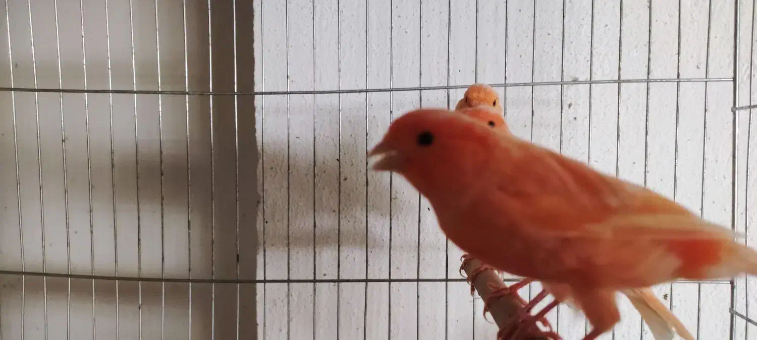 قناری سرخ ردفکتور ماده۲۵۰۰۰۰۰|پرنده|تهران, درب دوم|دیوار