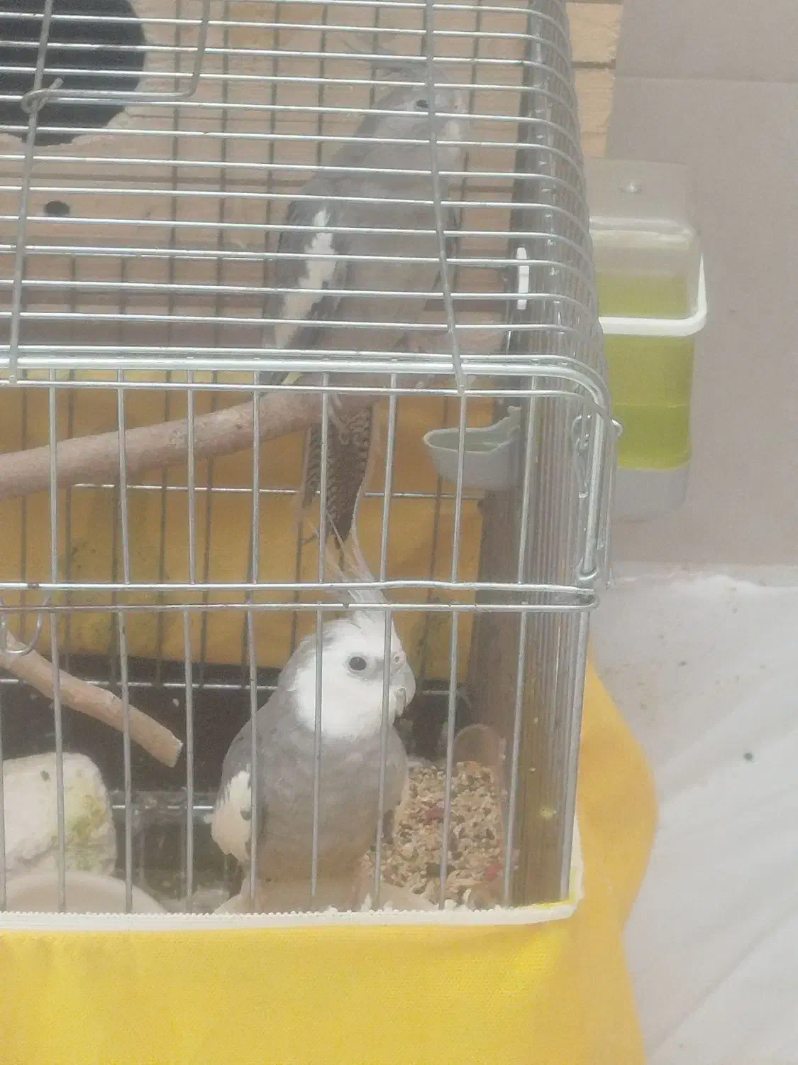 عروس هلندی وایت فیس مولد تضمینی|پرنده|بانه, |دیوار