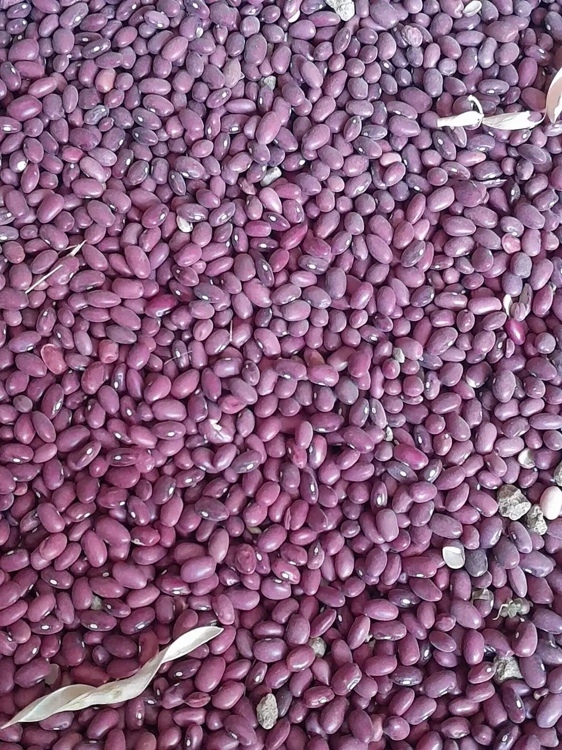 لوبیاقرمز|عمدهفروشی|آبگرم, |دیوار