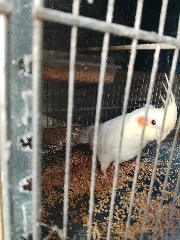 نر ماده فقط 1200بشرت|پرنده|اسلامشهر, شهرک امام حسین (میان آباد)|دیوار