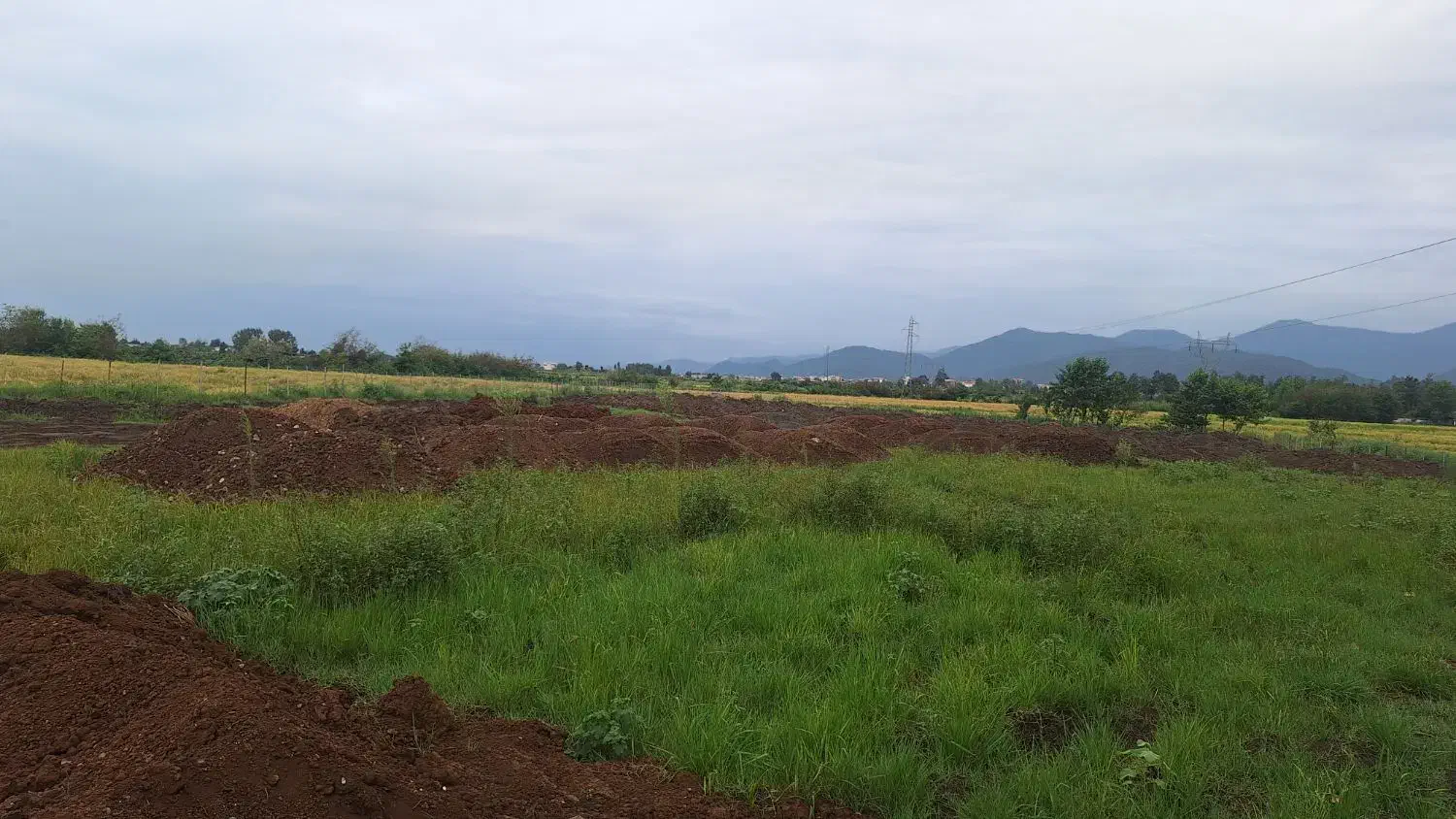 زمین کشاورزی ۹/۶۰۰متری مناسب‌کاشت‌کیوی در تالش|فروش دفتر صنعتی، کشاورزی، تجاری|اسالم, |دیوار