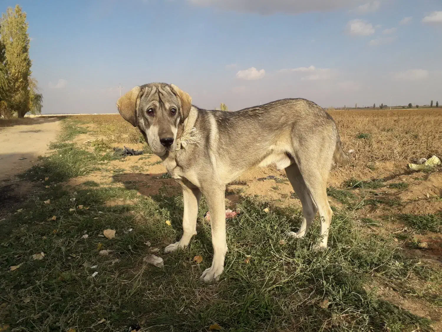 مفقودی سگ|سگ|دهگلان, |دیوار